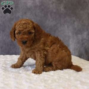 Maeve, Mini Goldendoodle Puppy
