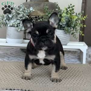 Paris, French Bulldog Puppy