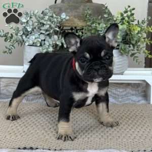 Paris, French Bulldog Puppy