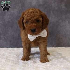 Maeve, Mini Goldendoodle Puppy