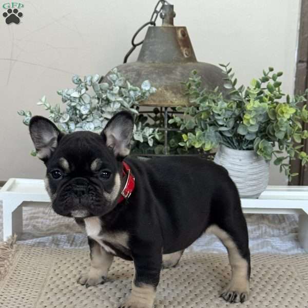 Paris, French Bulldog Puppy