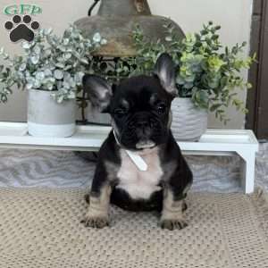 Porkchop, French Bulldog Puppy