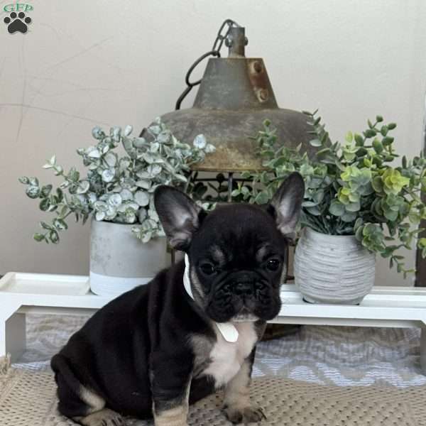 Porkchop, French Bulldog Puppy