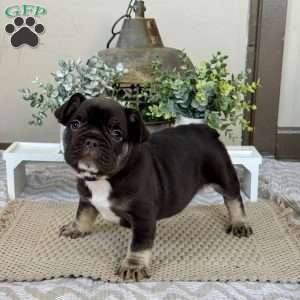 Prince, French Bulldog Puppy