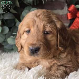 Scarlett, Mini Goldendoodle Puppy