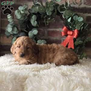 Scarlett, Mini Goldendoodle Puppy
