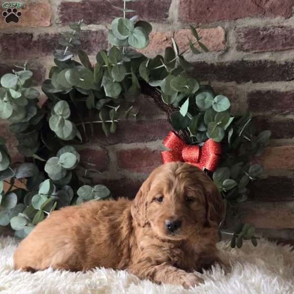 Scarlett, Mini Goldendoodle Puppy