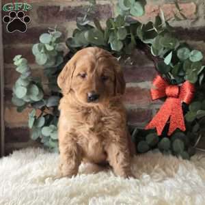 Scarlett, Mini Goldendoodle Puppy