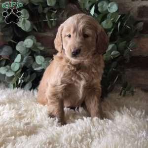 Sasha, Mini Goldendoodle Puppy