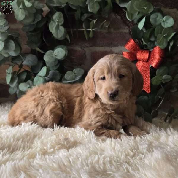 Sasha, Mini Goldendoodle Puppy