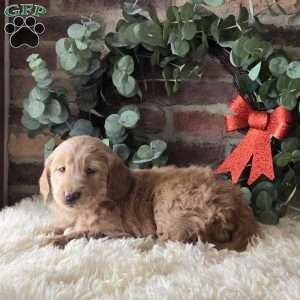 Sasha, Mini Goldendoodle Puppy