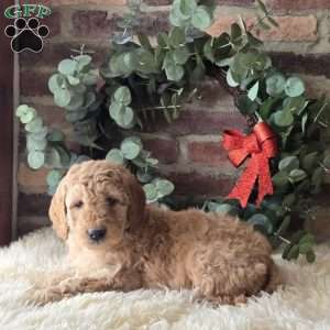 Sawyer, Mini Goldendoodle Puppy