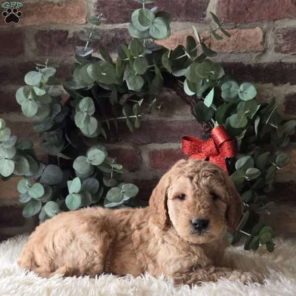 Sawyer, Mini Goldendoodle Puppy