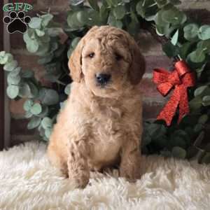 Sawyer, Mini Goldendoodle Puppy