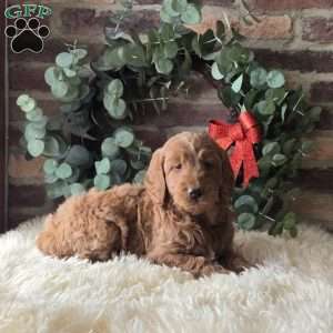 Silas, Mini Goldendoodle Puppy