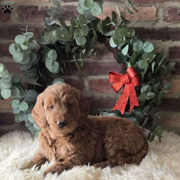 Silas, Mini Goldendoodle Puppy