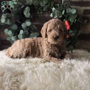 Sam, Mini Goldendoodle Puppy