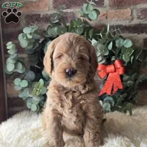 Sam, Mini Goldendoodle Puppy
