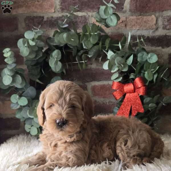 Sam, Mini Goldendoodle Puppy