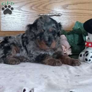 Benji, Mini Bernedoodle Puppy