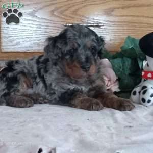 Benji, Mini Bernedoodle Puppy