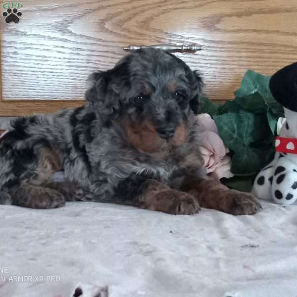 Benji, Mini Bernedoodle Puppy
