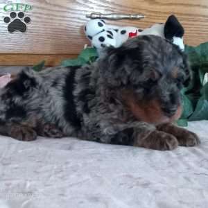 Benji, Mini Bernedoodle Puppy