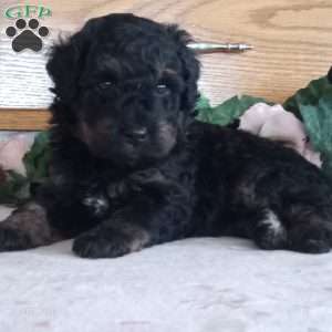 Libby, Mini Bernedoodle Puppy