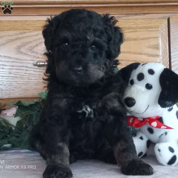 Libby, Mini Bernedoodle Puppy