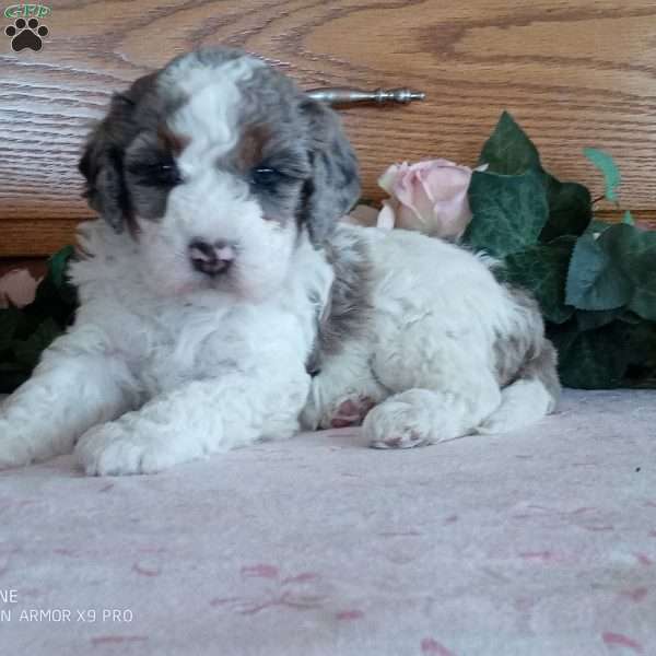Rose, Mini Bernedoodle Puppy