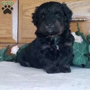 jewel, Mini Bernedoodle Puppy