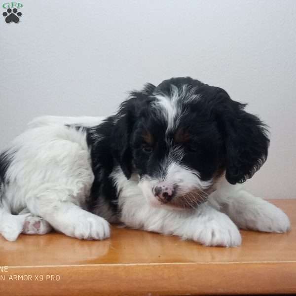 Julie, Mini Bernedoodle Puppy