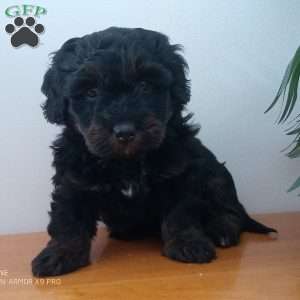 jewel, Mini Bernedoodle Puppy