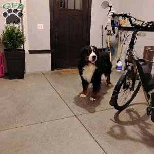 ROJA, Bernese Mountain Dog Puppy