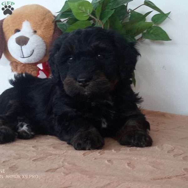 jewel, Mini Bernedoodle Puppy