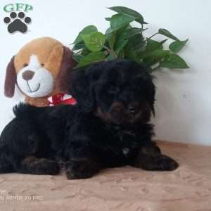 jewel, Mini Bernedoodle Puppy