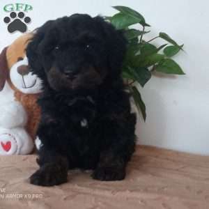 jewel, Mini Bernedoodle Puppy