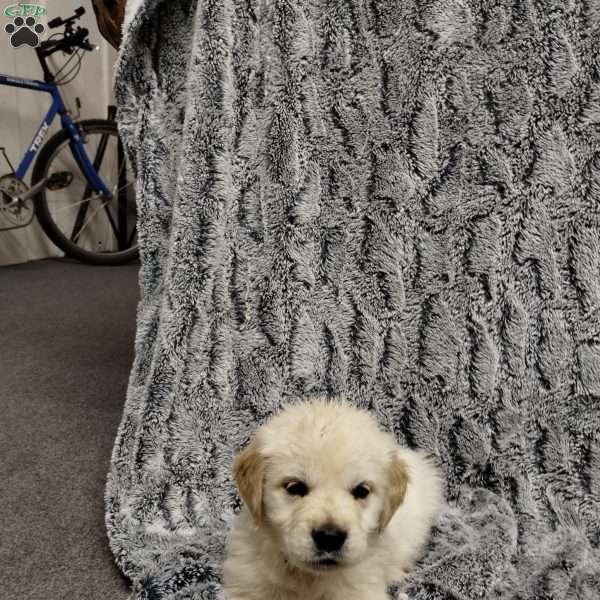 Bits, Golden Retriever Puppy