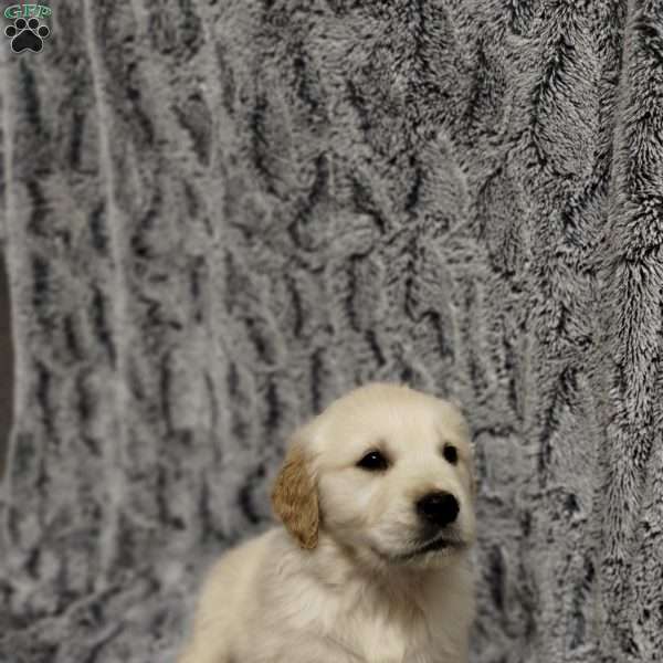 Mauser, Golden Retriever Puppy