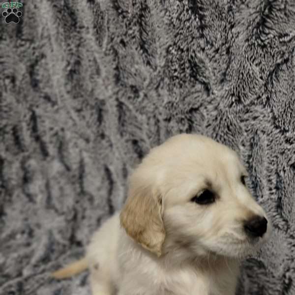 Pris, Golden Retriever Puppy
