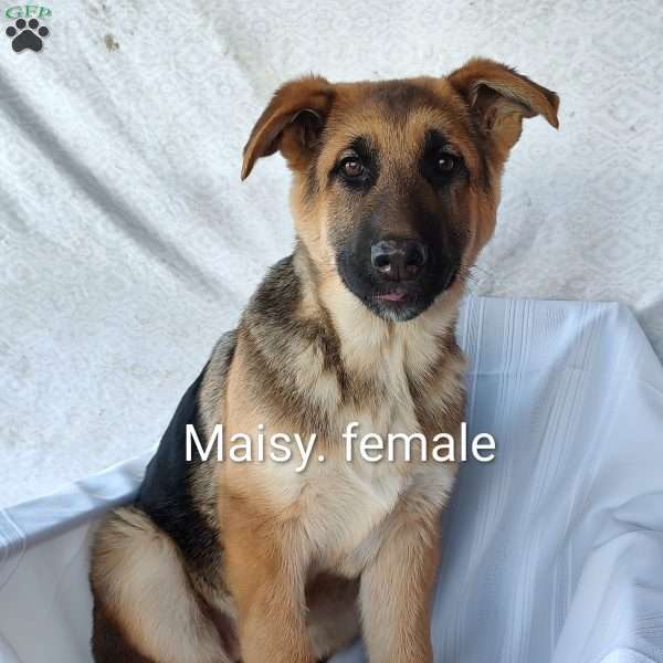 Maisy, German Shepherd Puppy