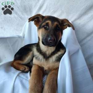 Merry, German Shepherd Puppy