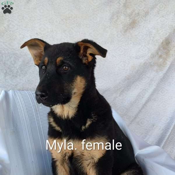 Myla, German Shepherd Puppy