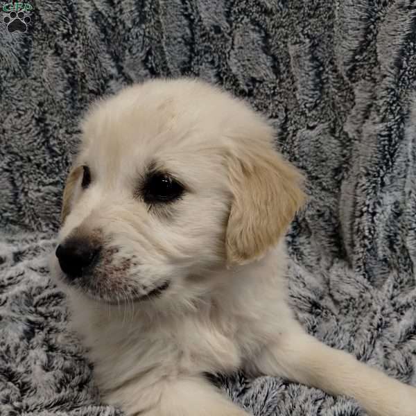 Goose, Golden Retriever Puppy