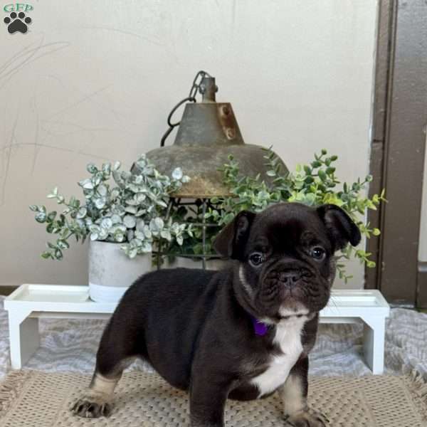 Prince, French Bulldog Puppy