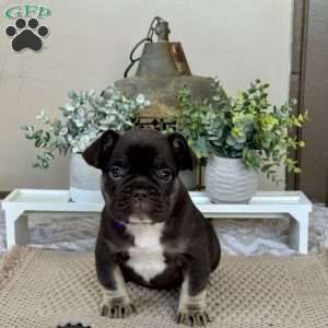 Prince, French Bulldog Puppy