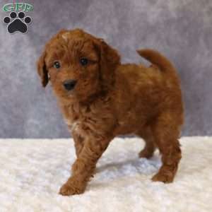Milo, Mini Goldendoodle Puppy