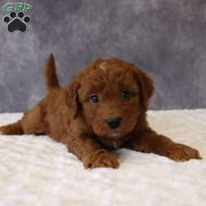 Milo, Mini Goldendoodle Puppy