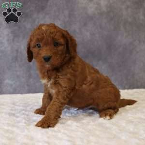 Milo, Mini Goldendoodle Puppy
