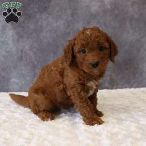 Milo, Mini Goldendoodle Puppy